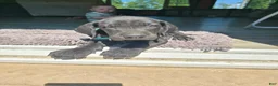 Mixed Breed dogs for sale: Blue - Ad 1