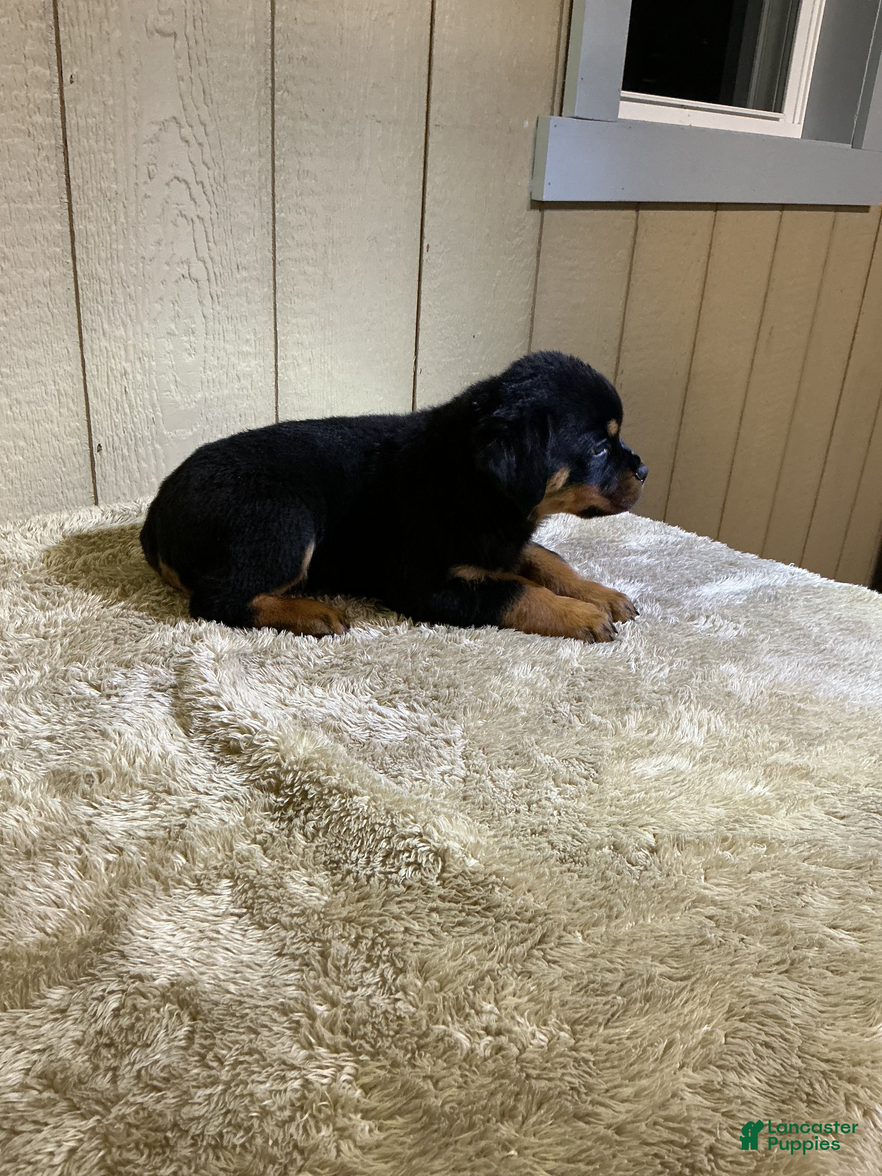 Rottweiler dogs Rottweiler 3 - Ad 2