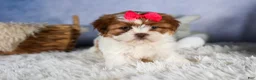 Shih Tzu dogs for sale: GRACIE - Ad 8