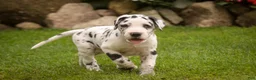 Great Dane dogs for sale: Bentley Great Dane  - Ad 4