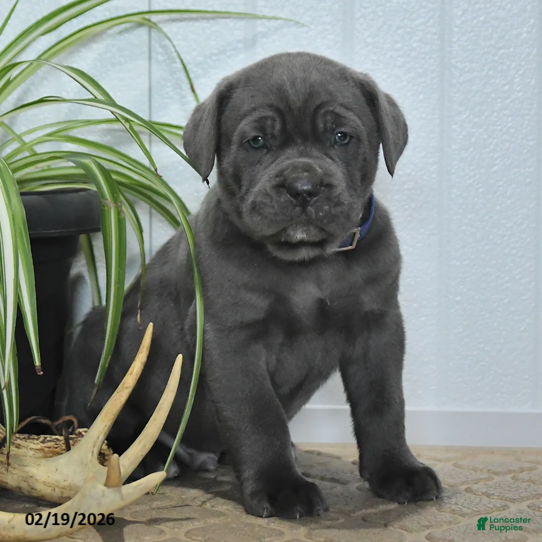 Cane Corso dogs for sale: Gnome - Ad 3