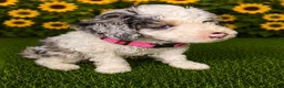 Aussiedoodle dogs for sale: Pink Collar  - Ad 3