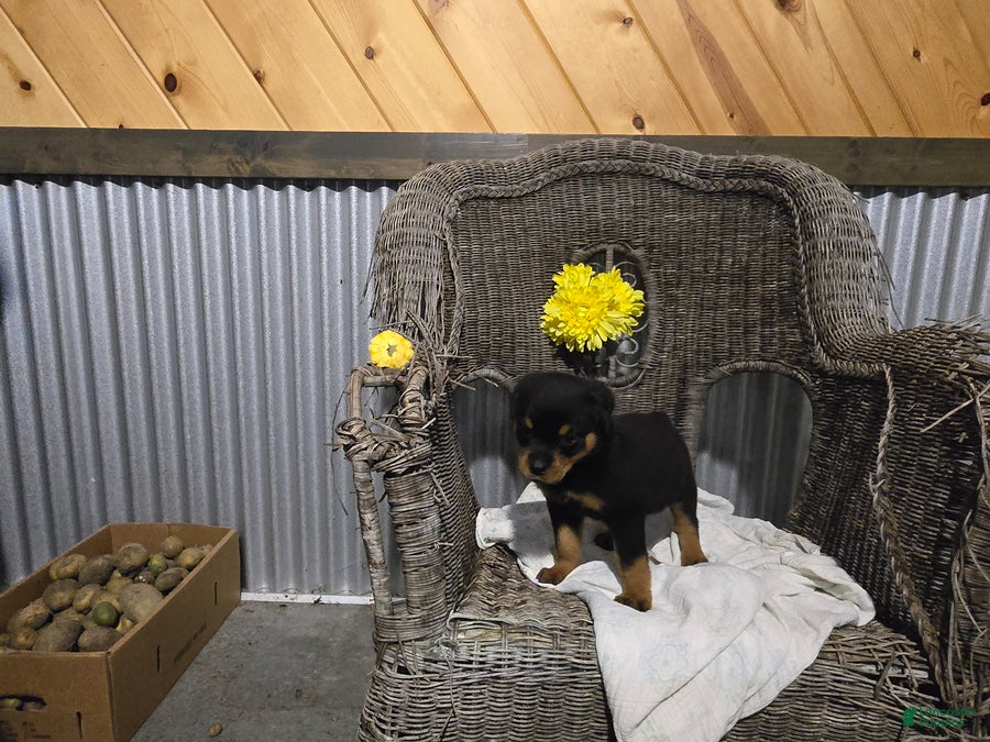 Rottweiler dogs Toby - Ad 1