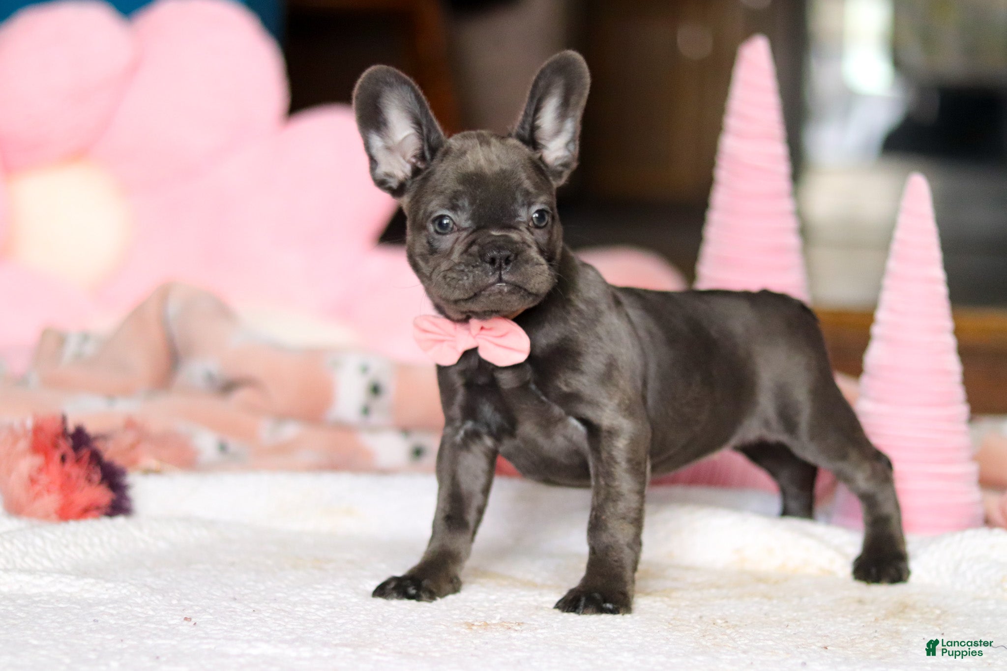 French Bulldog dogs Julie - Ad 2