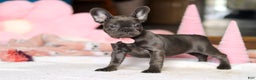 French Bulldog dogs for sale: Julie - Ad 2
