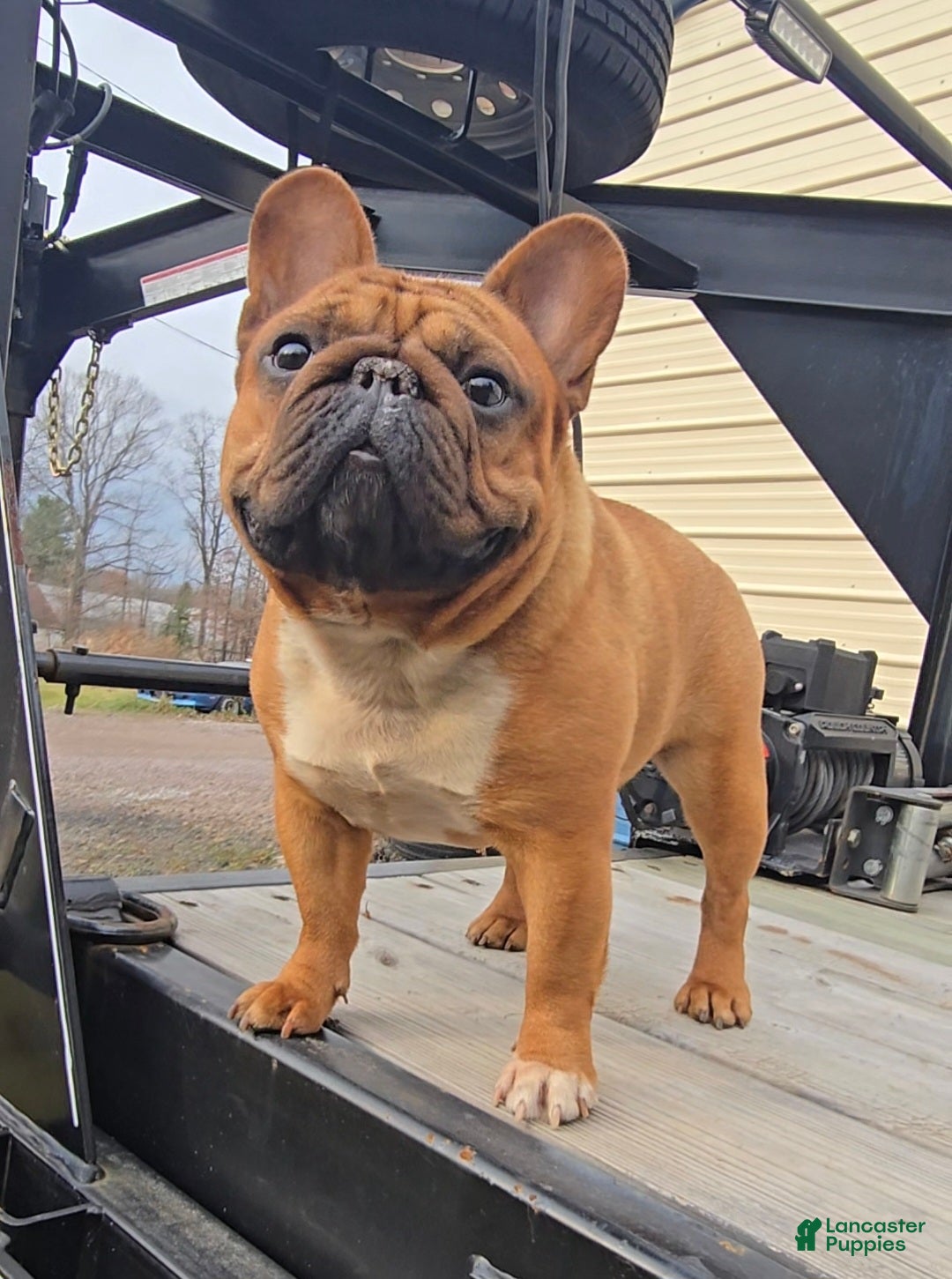 French Bulldog dogs for stud: French Bulldog 1 puppies - Ad 6