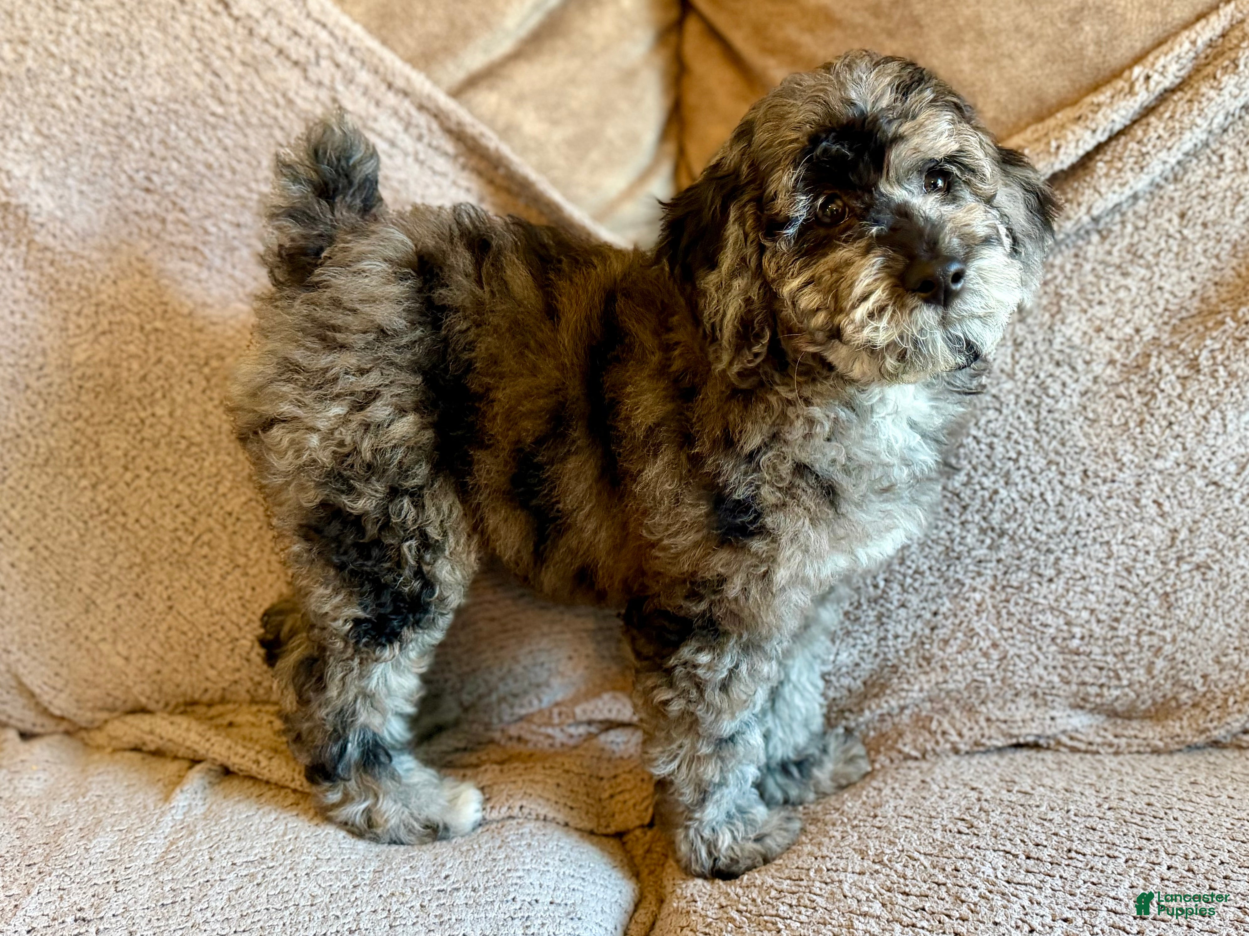 Miniature Poodle dogs for sale: Lexi - Ad 1