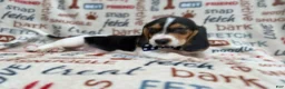 Beagle dogs for sale: Waylon - Ad 6