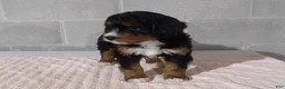 Bernedoodle dogs for sale: Missy - Ad 3