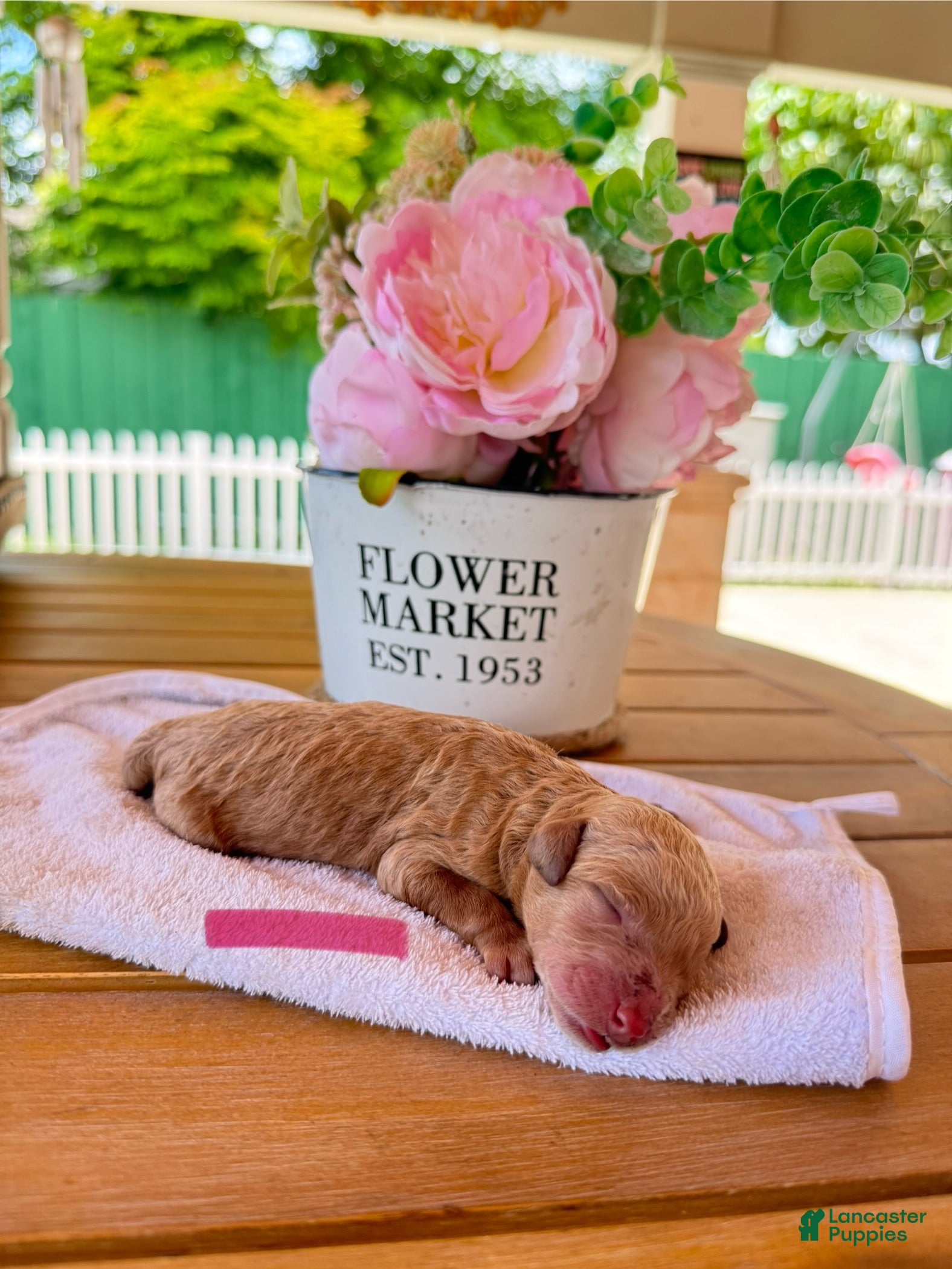 Goldendoodle dogs Skye - Ad 1