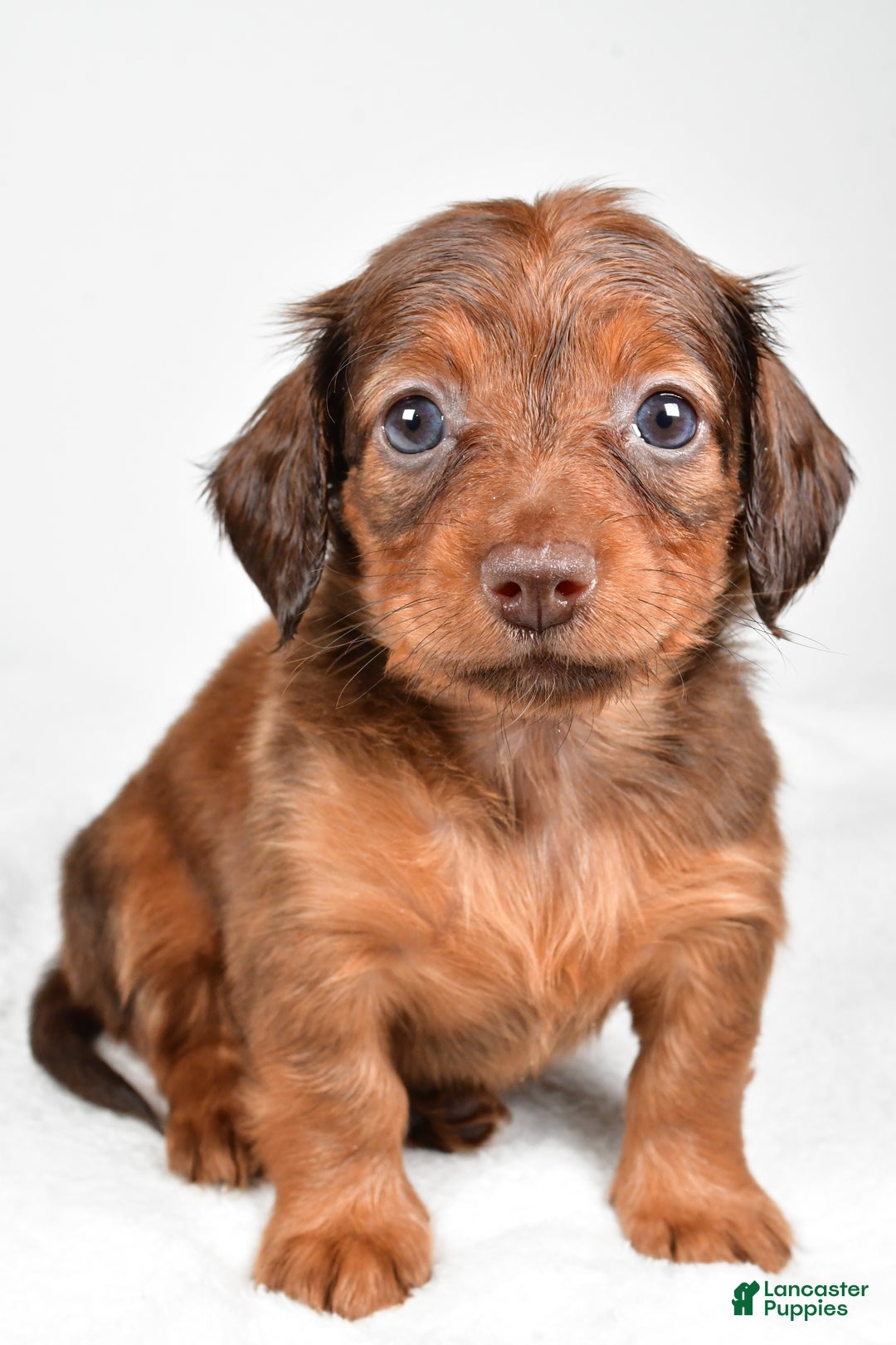 Miniature Dachshund dogs for sale: Beth - Ad 6