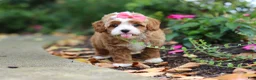 Cavapoo dogs for sale: Vivian - Ad 7