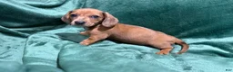 Miniature Dachshund dogs for sale: Jade - Ad 1