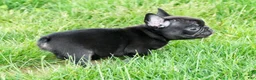 French Bulldog dogs for sale: Harry - Ad 8