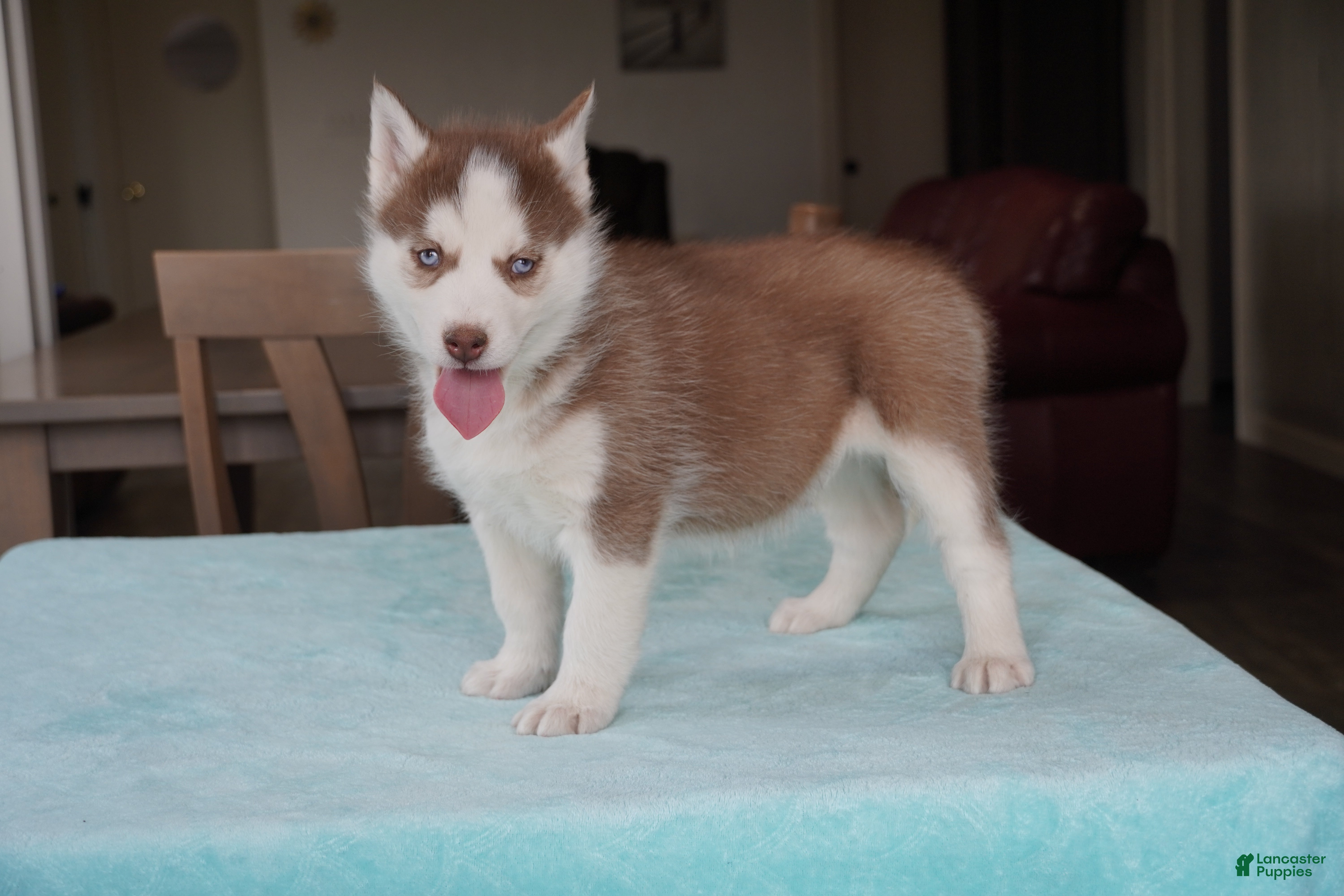 Siberian Husky dogs Champ - Ad 2