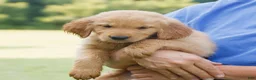 Golden Retriever dogs for sale: Sunny - Ad 3
