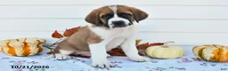 Saint Bernard dogs for sale: Willow - Ad 3