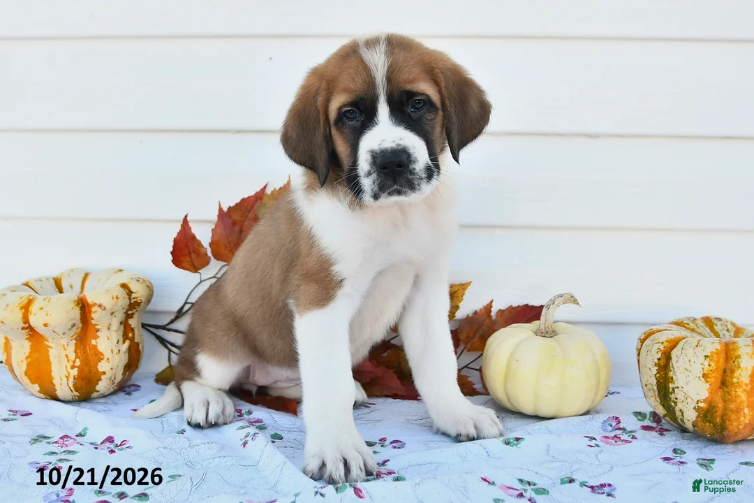Saint Bernard dogs for sale: Willow - Ad 3