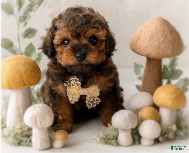 Shihpoo dogs Oliver - Ad 2
