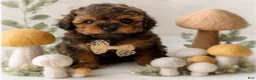 Shihpoo dogs for sale: Oliver - Ad 2
