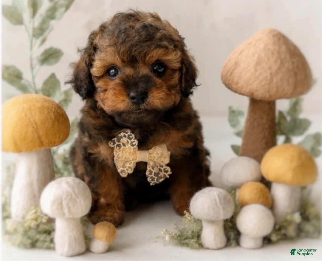 Shihpoo dogs for sale: Oliver - Ad 2