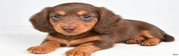 Miniature Dachshund dogs for sale: Tessa - Ad 3