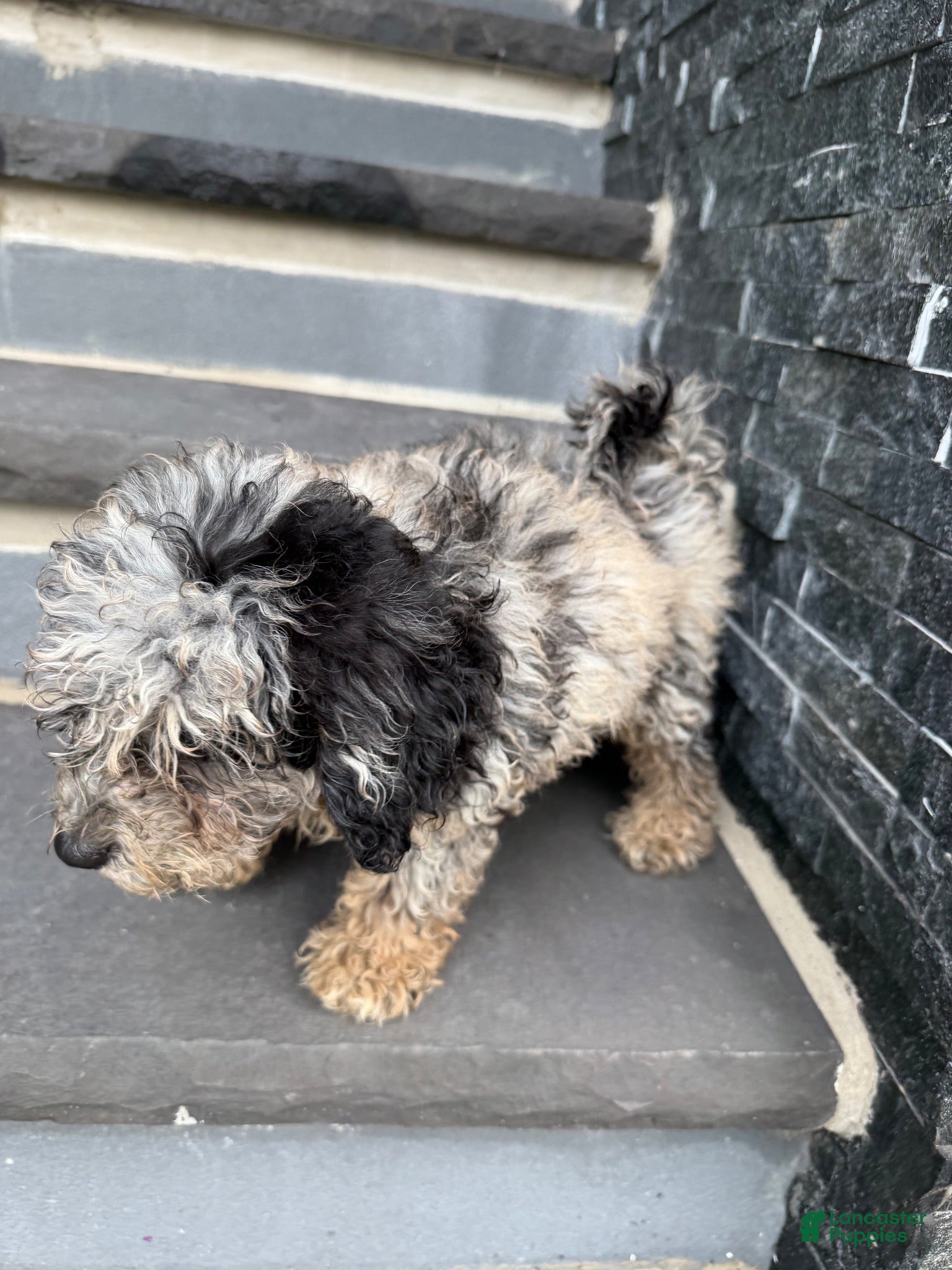 Miniature Poodle dogs Melody  - Ad 2