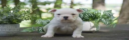 Olde English Bulldogge dogs for sale: Apple - Ad 4