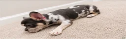 French Bulldog dogs for sale: French Bulldog 1 - Ad 5