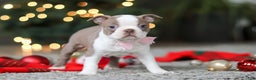 Boston Terrier dogs for sale: Macy - Ad 1