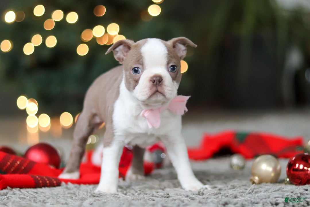 Boston Terrier dogs for sale: Macy - Ad 1