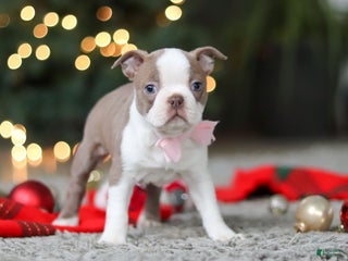 Boston Terrier dogs Macy - Ad 3