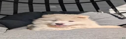 Samoyed dogs for sale: Brock - Ad 3