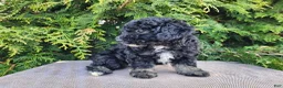 Mini Bernedoodle dogs for sale: Mia - Ad 6