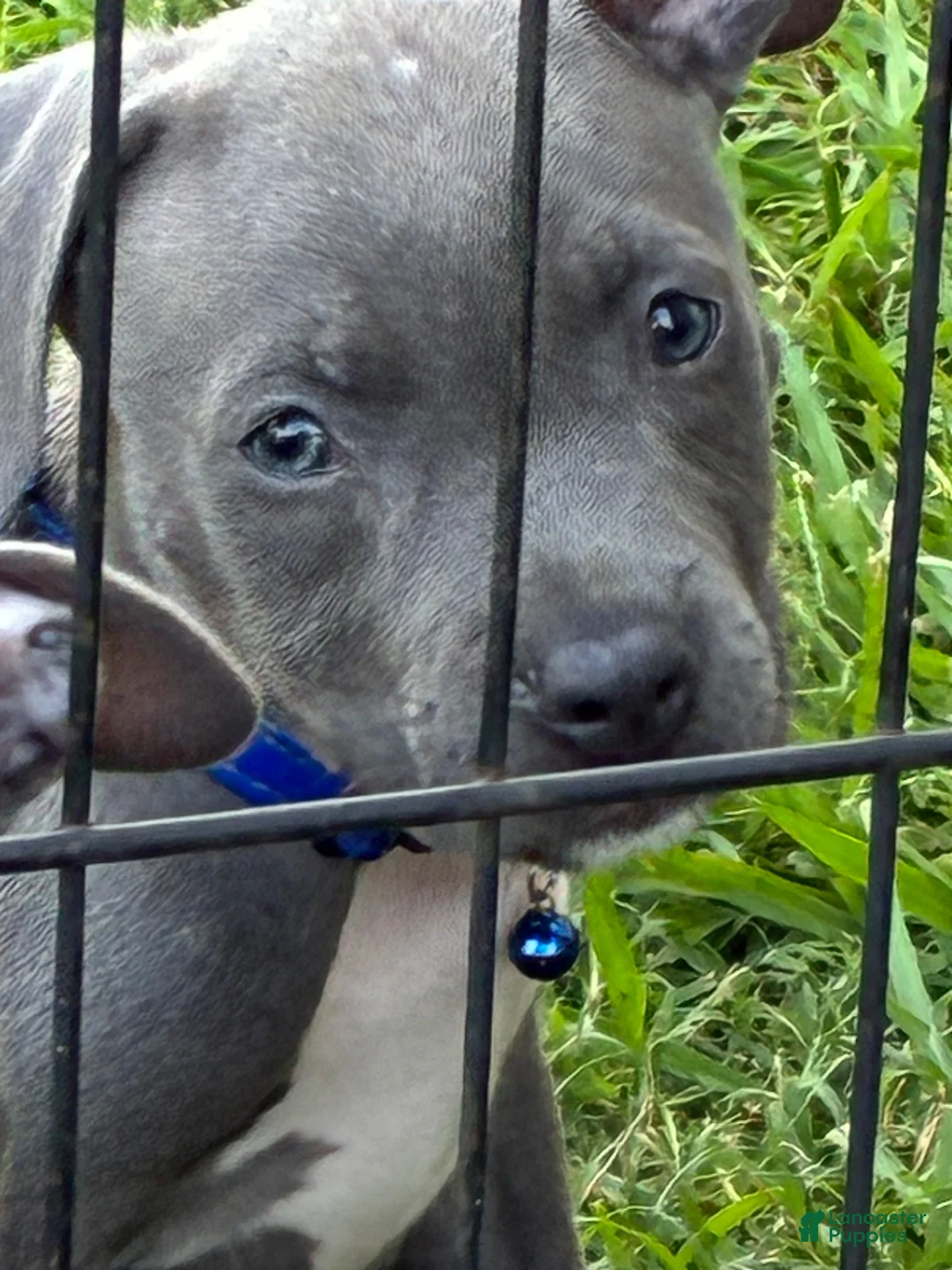 American Pit Bull Terrier dogs for sale: American Pit Bull Terrier 3 - Ad 3