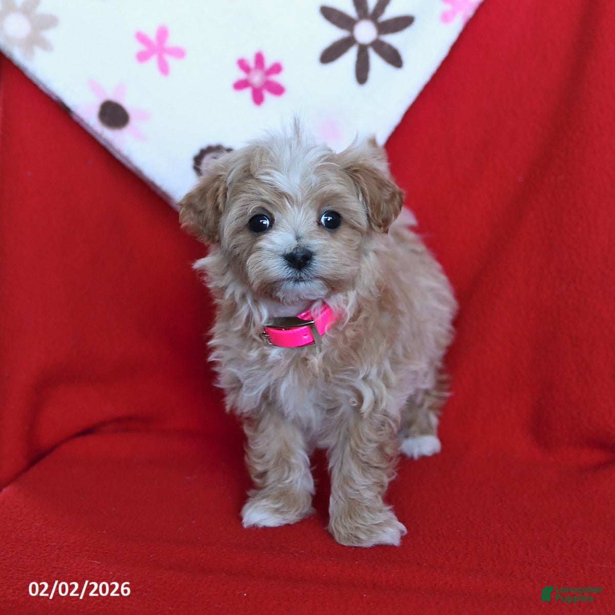 Maltipoo dogs Taffy - Ad 4