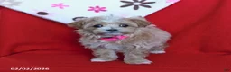Maltipoo dogs for sale: Taffy - Ad 1