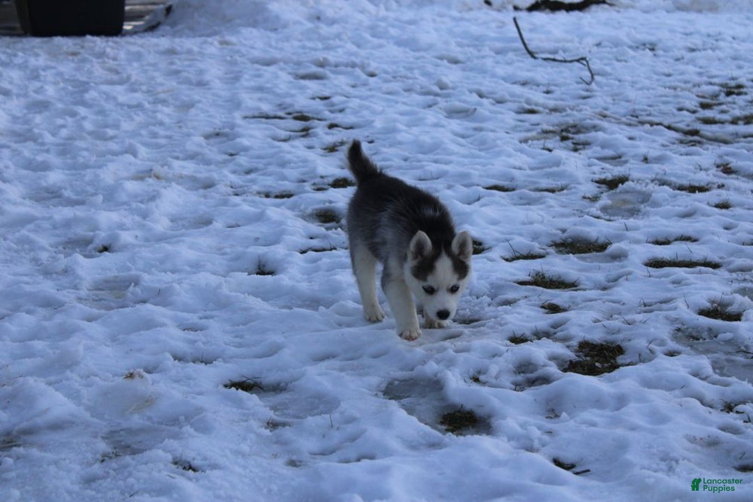 Pomsky dogs for sale: Sparkle - Ad 6