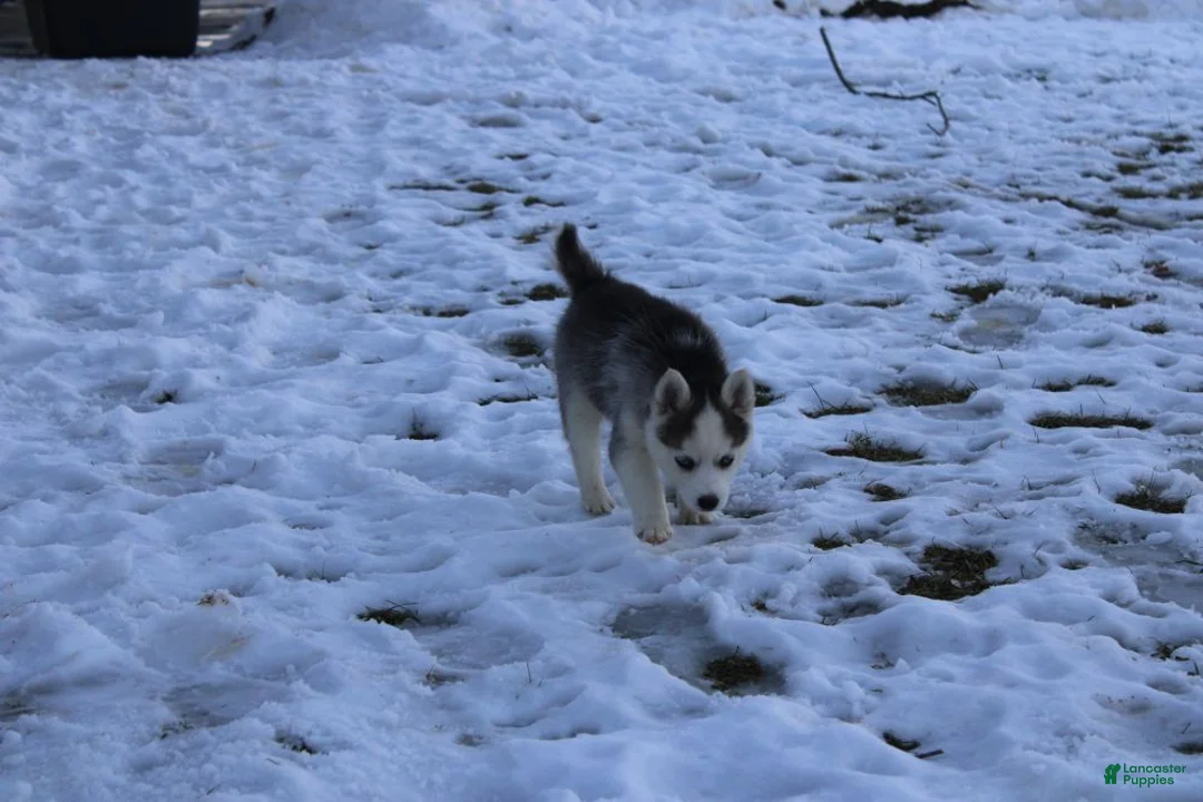 Pomsky dogs for sale: Sparky - Ad 5