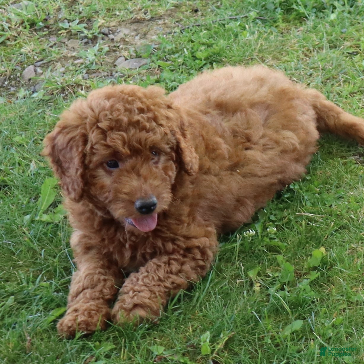 Mini Goldendoodle dogs Vanessa - Ad 2