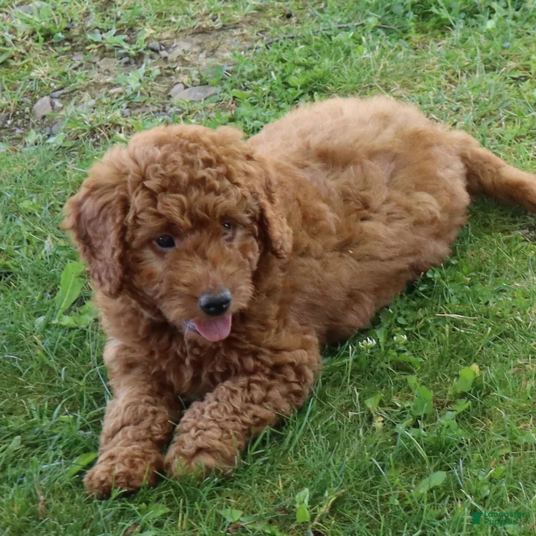 Mini Goldendoodle dogs for sale: Vanessa - Ad 2
