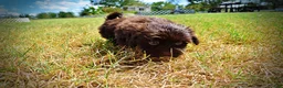 Havapoo dogs for sale: Kricket - Ad 13