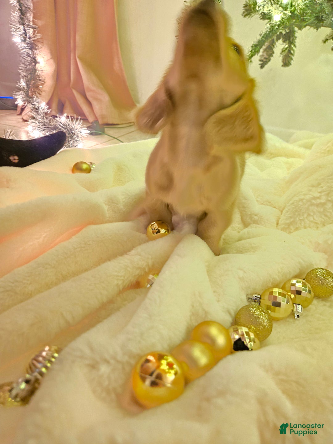 Miniature Dachshund dogs for sale: Blondie is a lil over 8 weeks and ready to go  - Ad 7