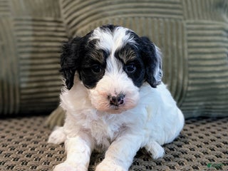 Mini Bernedoodle dogs Avory - Ad 15