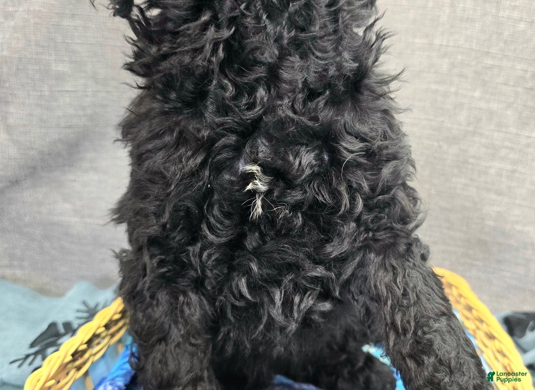 Cockapoo dogs for sale: Crescent - Ad 5