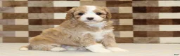 Mixed Breed dogs for sale: Mixed Breed 4 - Ad 4