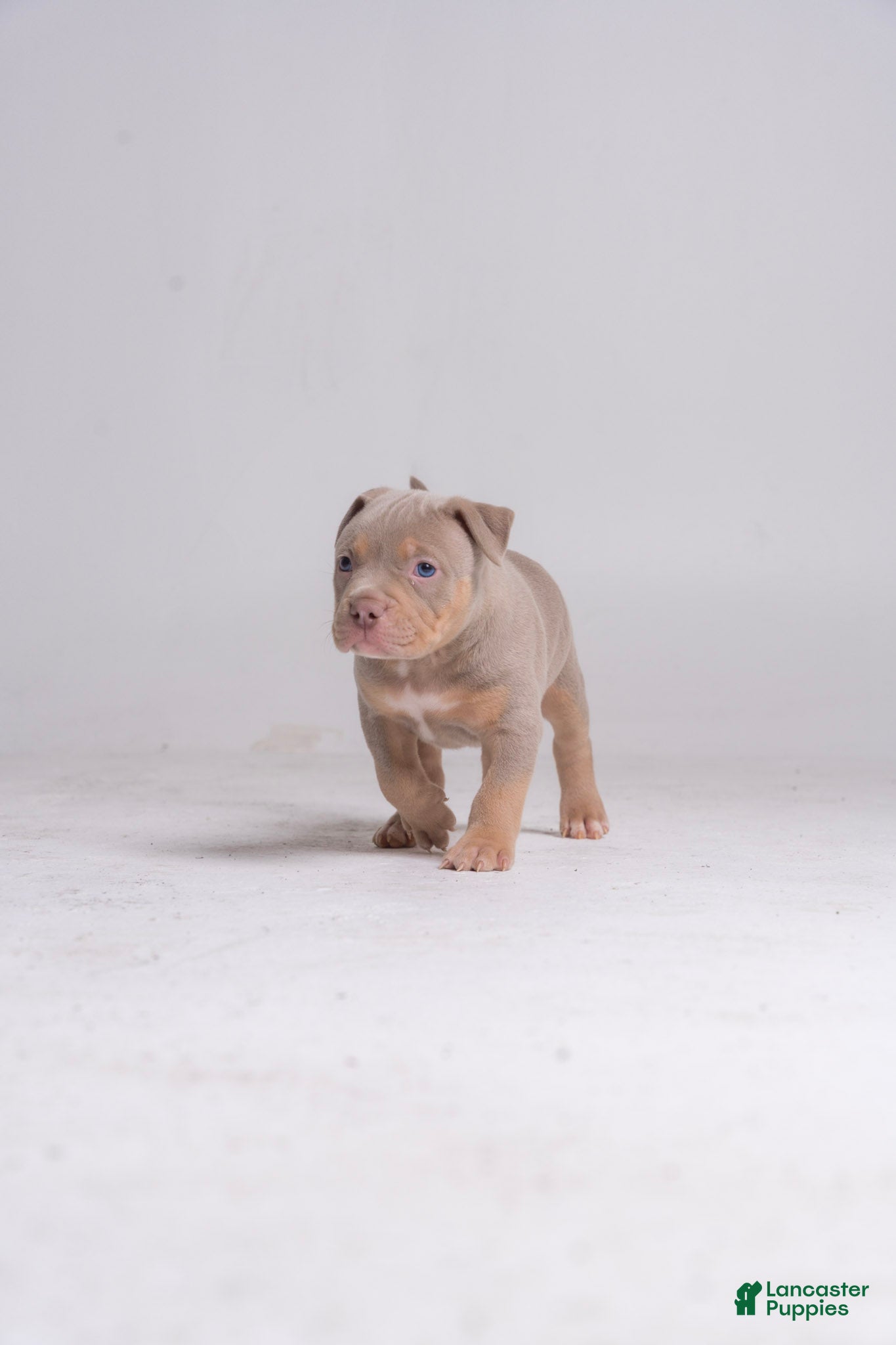 American Bully dogs Brock - Ad 18