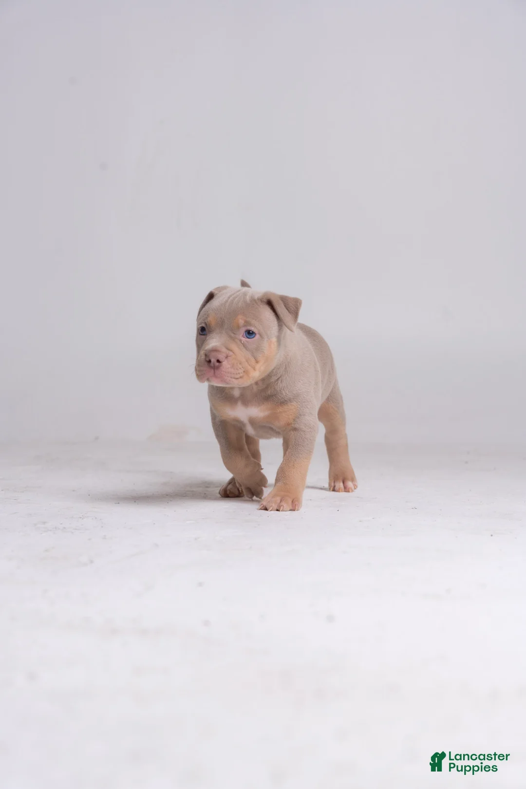 American Bully dogs for sale: Brock - Ad 1