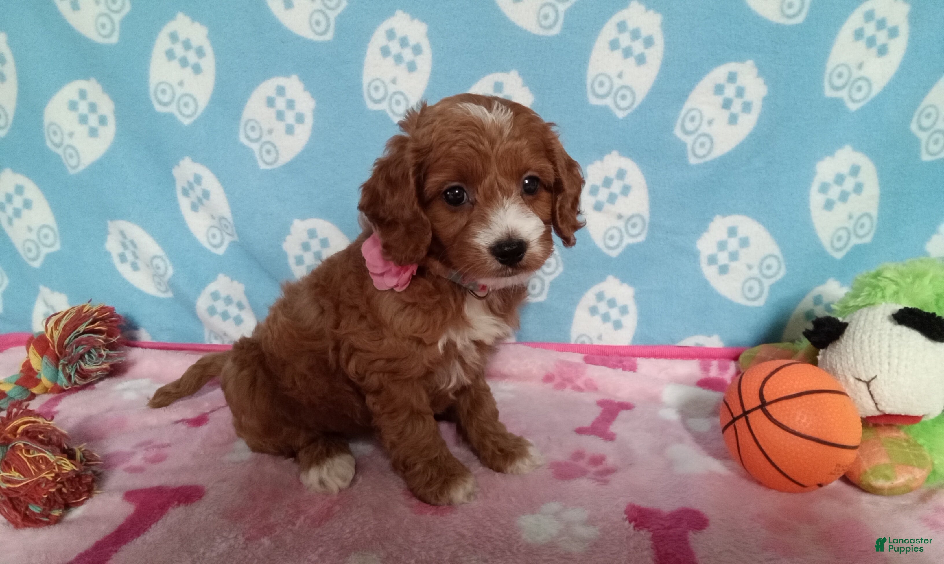 Cockapoo dogs Jenny  - Ad 2