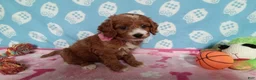 Cockapoo dogs for sale: Jenny  - Ad 2